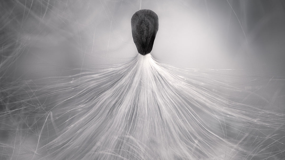 Growing Milkweed for Monarch Butterflies: A Step-by-Step Guide