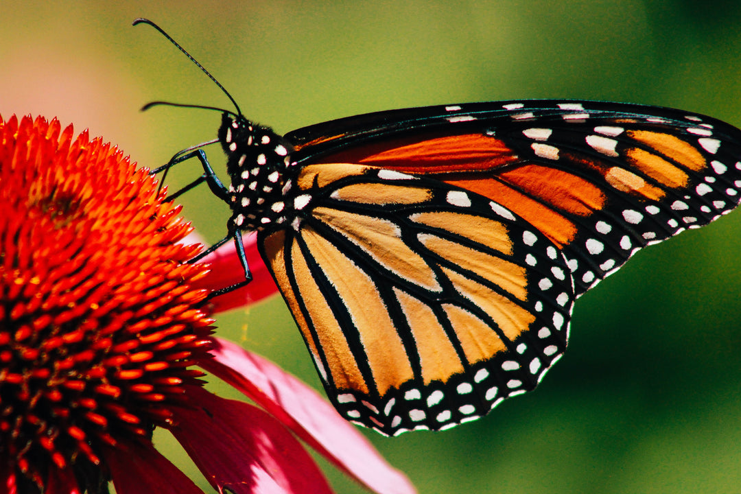The Incredible Journey of the Monarch Butterflies: Overwintering in Mexico