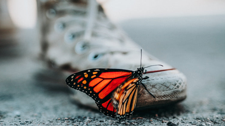 City Living, Monarch Saving: 10 Ways to Help Support Monarch Conservat ...