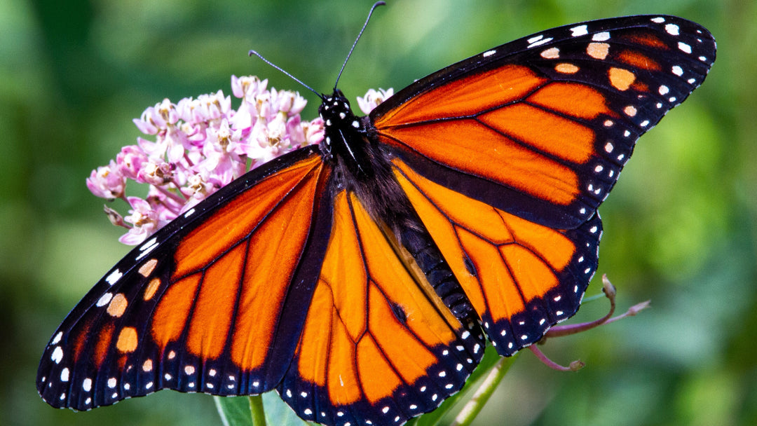 Monarch Madness: The Hilarious Journey of a Butterfly's Life Cycle and Migration