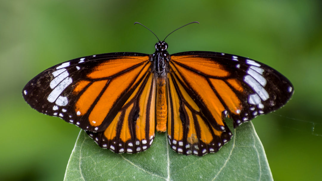 Revelando el esplendor de las mariposas monarca: 8 datos fascinantes y la importancia de su conservación