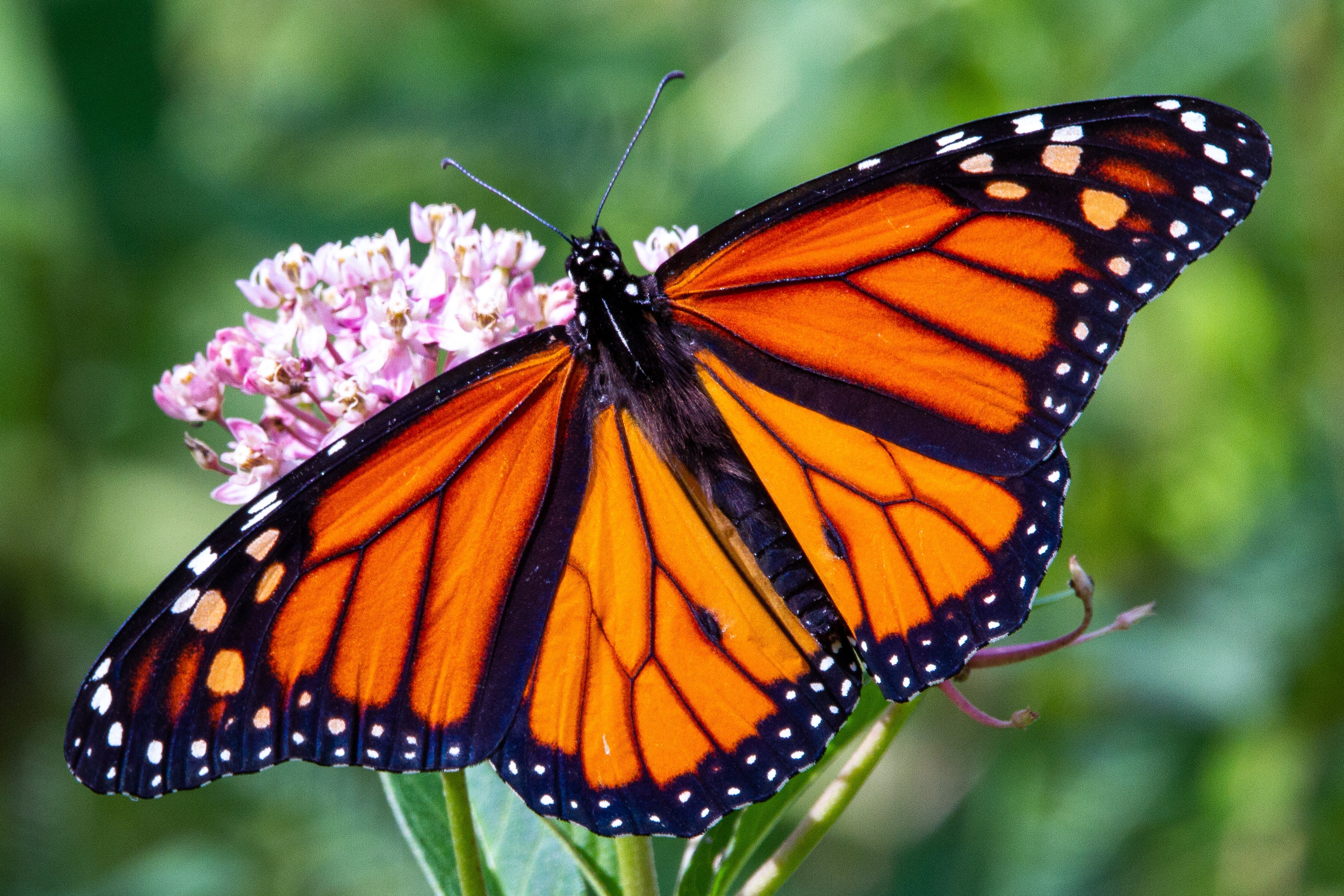 Flying towards Extinction: The Alarming Decline of Monarch Butterfly P ...