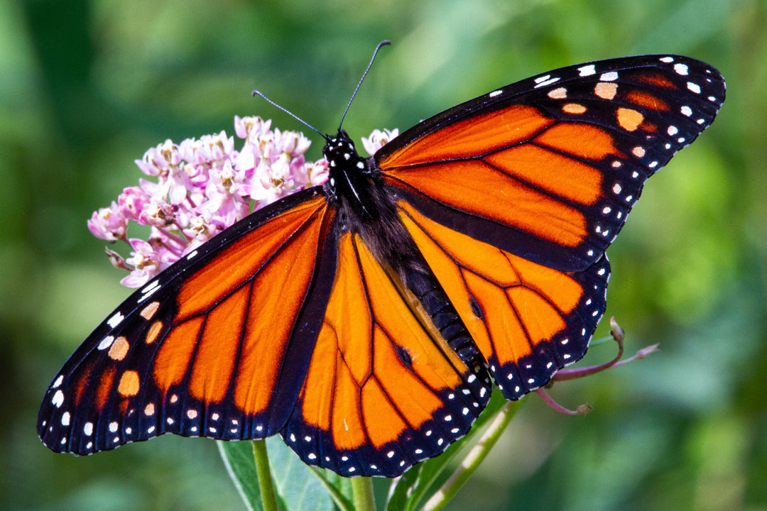 At flyve mod udryddelse: Det alarmerende fald i monarksommerfuglebestanden og vigtigheden af ​​bevarelse