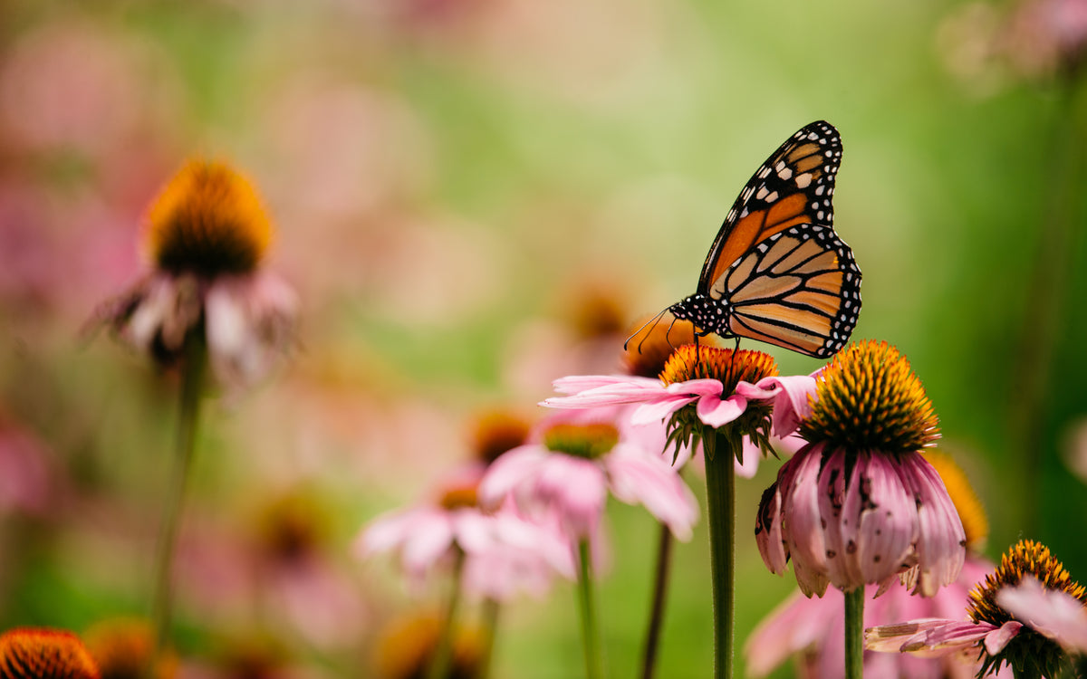 SHOP PUZZLES – Flutter Flyers